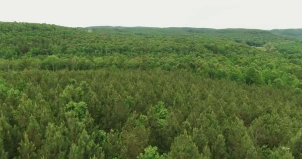 Aerial footage of a forest — Stock Video