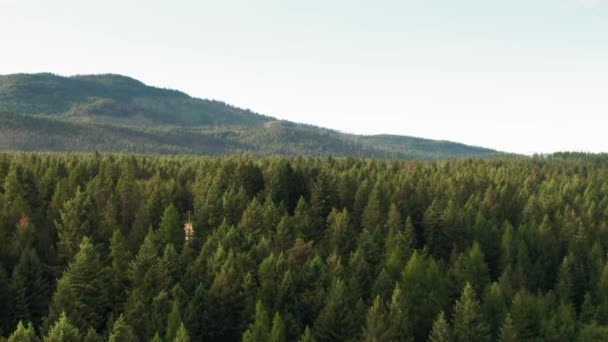 Аерофотознімки густого лісу в горах — стокове відео
