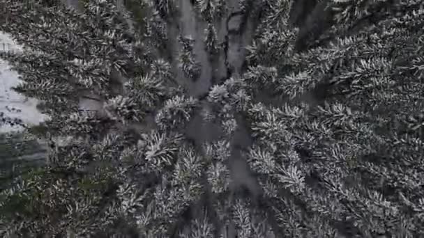 Aerial shot of snowy trees — Stock Video