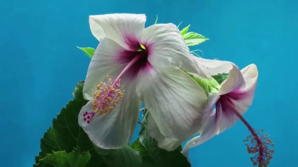 Piękne kwiaty kwitnące — Wideo stockowe