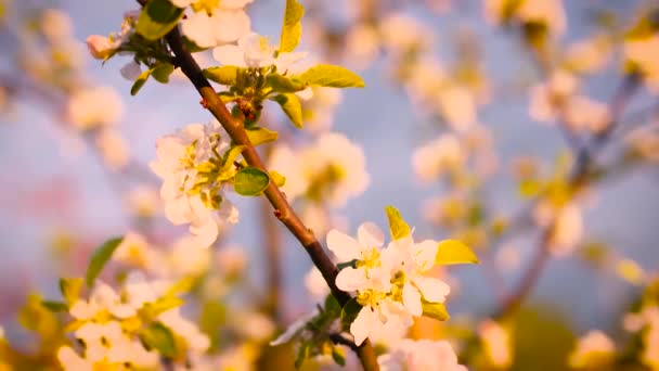 Vakre blomster – stockvideo