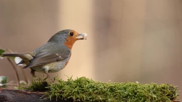 Oiseau se nourrissant d'herbe — Video