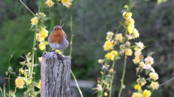 Oiseau perché sur bois — Video