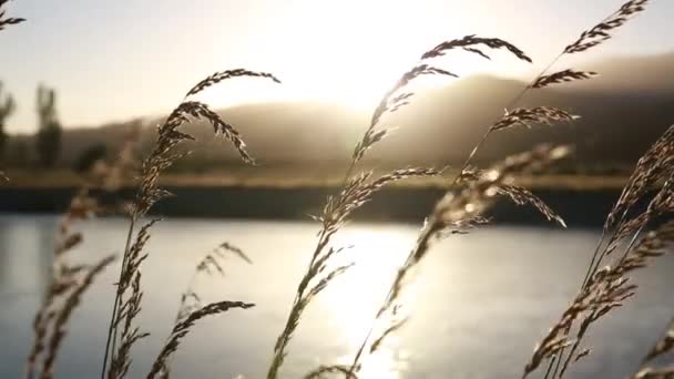 Blades of grass — Stock Video