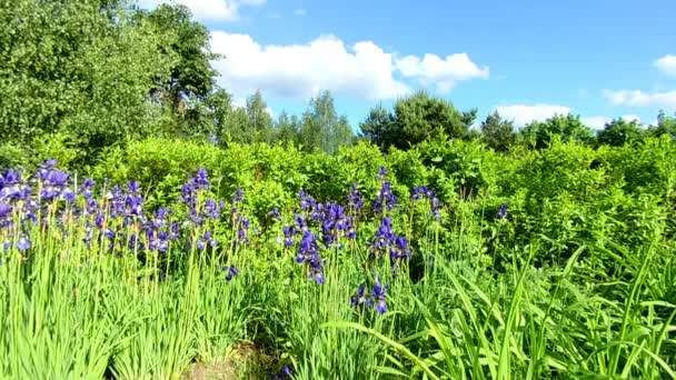 Flores azuis de gramíneas selvagens em flor — Vídeo de Stock