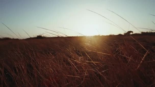 茶色い草原 — ストック動画