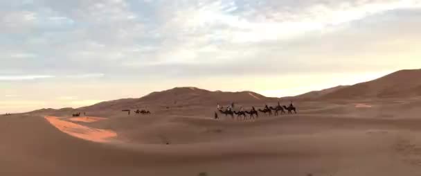 Kameler som reser i öknen — Stockvideo