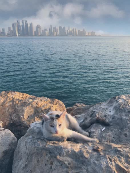 Gato acostado en roca con fondo de ciudad — Vídeos de Stock