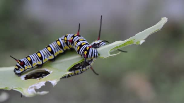 Caterpillars eating — Stock Video