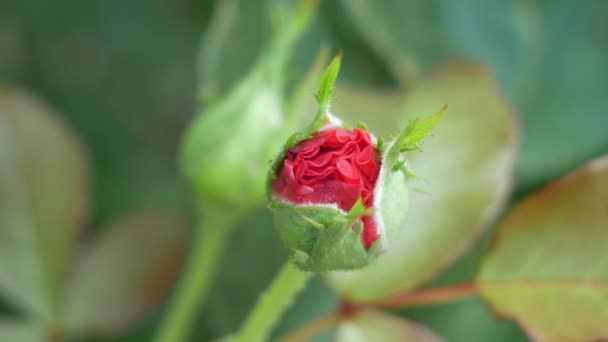 Vue rapprochée d'un bourgeon de rose — Video