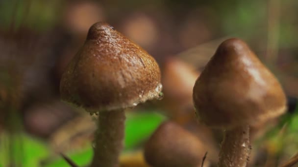 对生长中的蘑菇的近距离观察 — 图库视频影像