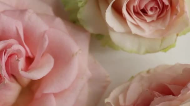 Zblízka pohled na tři růžové růže na bílém povrchu — Stock video