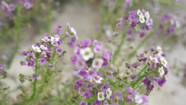 Racimos de flores blancas y moradas — Vídeos de Stock