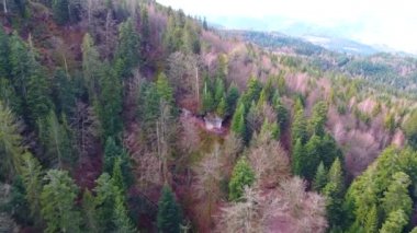 Dağ boyunca dizilmiş ağaçların insansız hava aracı görüntüleri