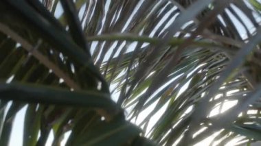 Hindistan cevizi ağacının yaprakları