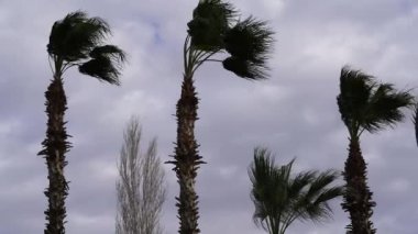 Rüzgarlı bir günde palmiye ağaçları