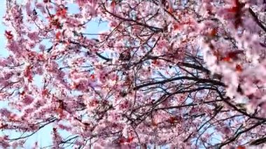 İlkbaharda pembe çiçekler