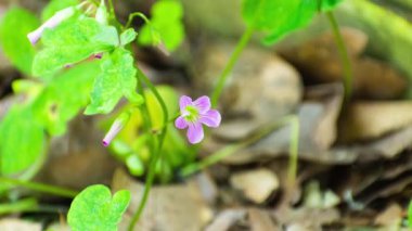 zaman kipinde çiçek açan mor çiçek
