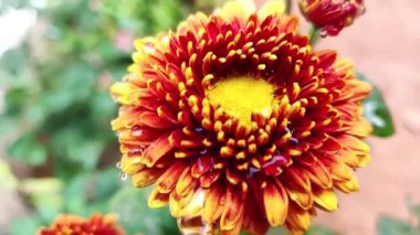 Kırmızı ve sarı çiçekli su damlacıkları yakından görünüyor.