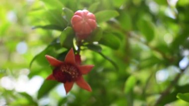 Ağaçtaki kırmızı meyve