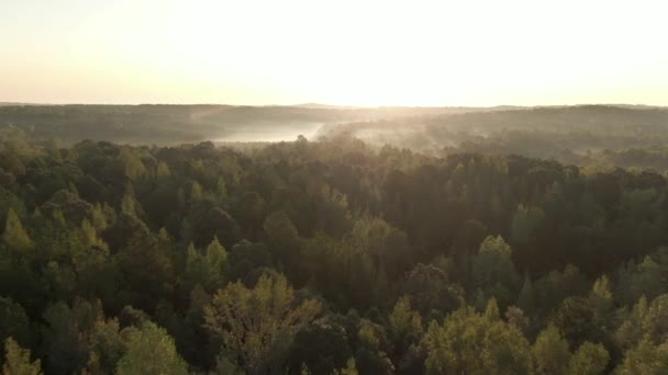 Secuencias de drones de un bosque denso — Vídeos de Stock