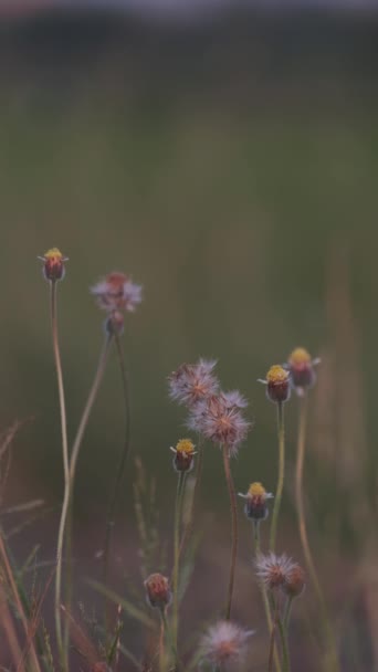 Flores de grama selvagem em flor — Vídeo de Stock