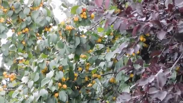 雨の日にグーズベリーの植物は — ストック動画