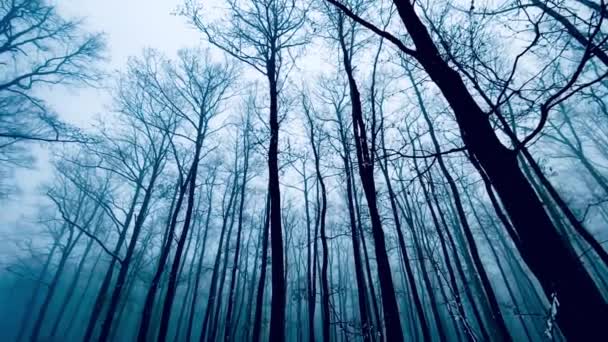 Uzun ağaçların alçak açılı görünümü — Stok video