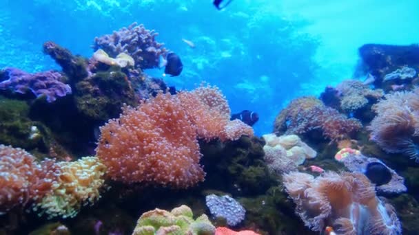 수중에 있는 물고기와 산호의 해 양 생물 — 비디오