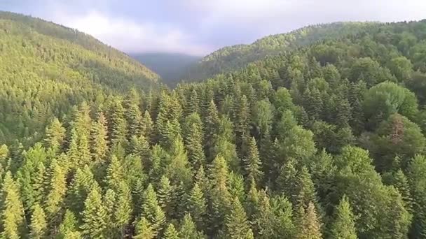 Pohoří pokrytá hustým lesem — Stock video