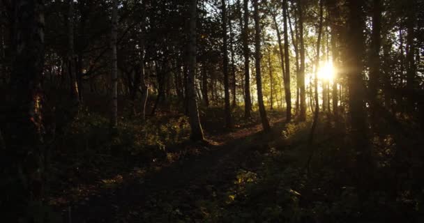 Güneş ışınları bir ormanı gözetliyor. — Stok video