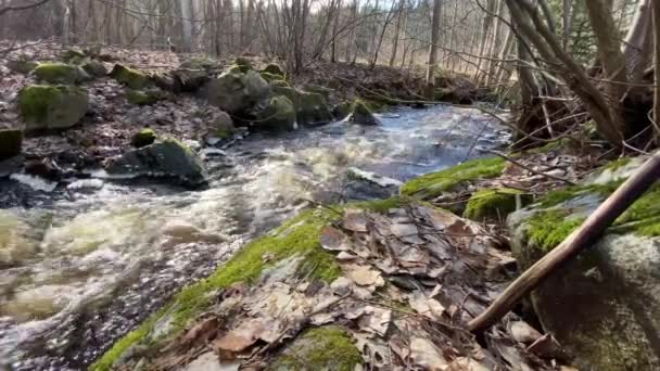Strumień rzeki w lesie drzew liściastych — Wideo stockowe
