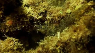 Deniz otları üzerinde kamufle olan karides.