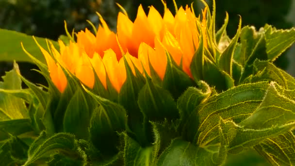 Widok z boku kwitnącego słonecznika — Wideo stockowe