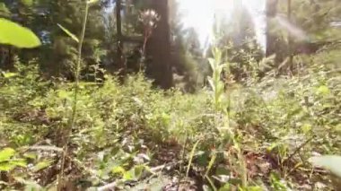 Orman zeminindeki güneş ışığı.