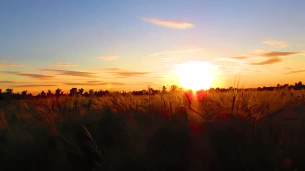Zonsondergang zicht in de horizon vanaf een open grasveld — Stockvideo