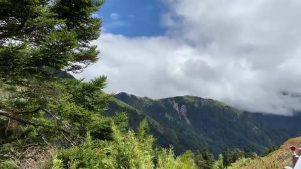 Pinos altos que crecen en un bosque de montaña — Vídeos de Stock