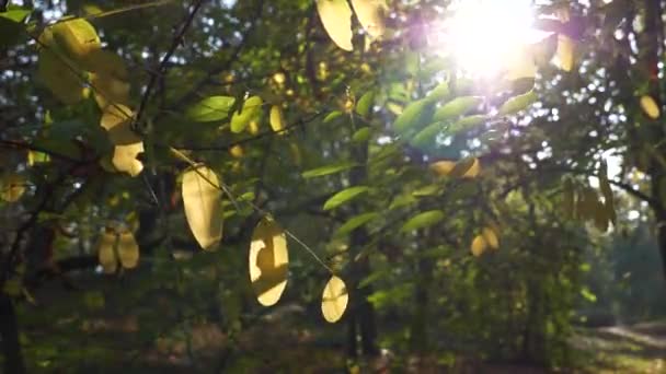 The changing color of the tree leaves during autumn season — Stock Video