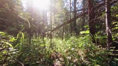 Ormanda dolaşırken