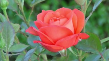 Çiçeklenme videosu