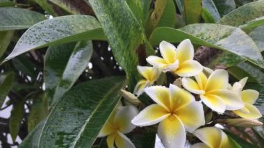 Yağmurdan sonraki çiçek videosu