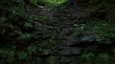 Yağmur ormanlarının videosu