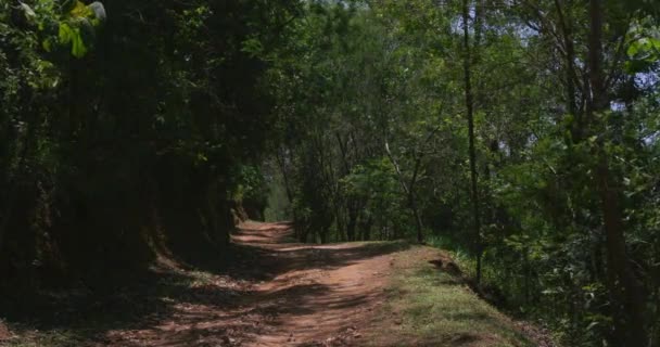 나무로 둘려 있는 비포장도로 — 비디오