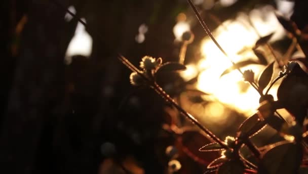 Vídeo de flores durante o amanhecer — Vídeo de Stock