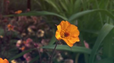 Çiçek açan sarı çiçekler