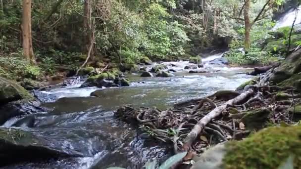 Vahşi nehir — Stok video