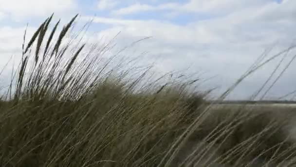 Wilde hoge grassen zwaaien door de wind — Stockvideo