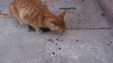 Evin dışında yemek yiyen bir kedi.