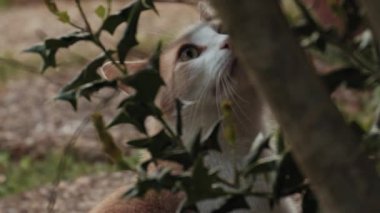 Bir ağacın tepesine bakan bir kedi.