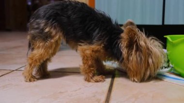 Bir köpek evcil hayvan tabağında yemek yiyor.